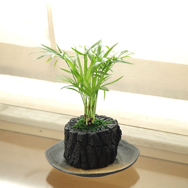 炭花壇 観葉植物 M - （炭花壇｜炭花壇）：炭専門商社 増田屋－炭