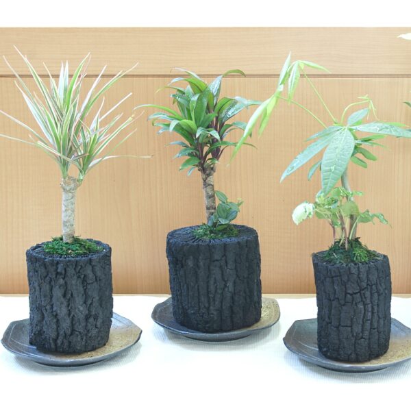 観葉植物にカビが生えてしまった 土カビの正しい対処法や薬での予防法