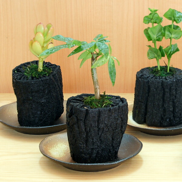 炭花壇 観葉植物 S - （炭花壇｜炭花壇）：炭専門商社 増田屋－炭