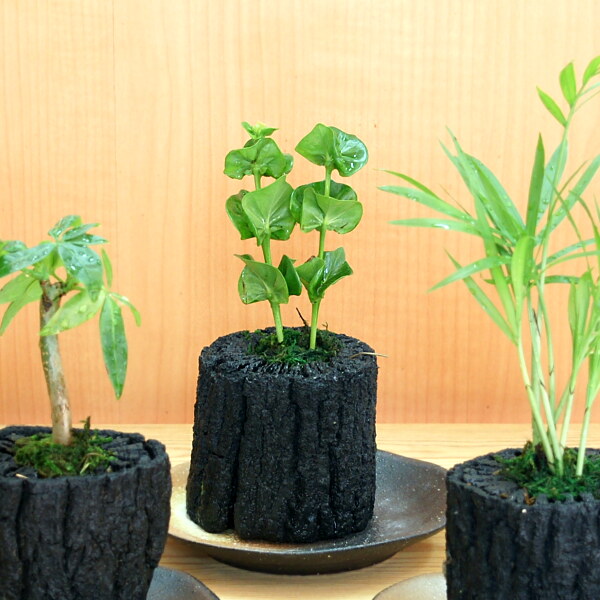 炭花壇 観葉植物 プチ - （炭花壇｜炭花壇）：炭専門商社 増田屋－炭
