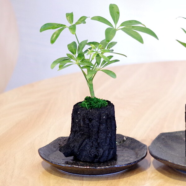 炭花壇 観葉植物 プチ - （炭花壇｜炭花壇）：炭専門商社 増田屋－炭