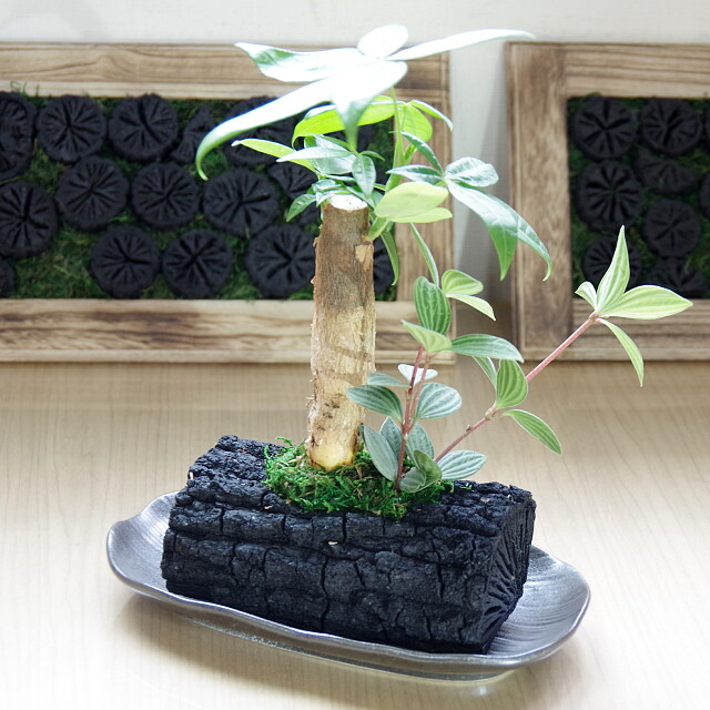 炭花壇 観葉植物 LH - （炭花壇｜観葉植物）：炭専門商社 増田屋－炭