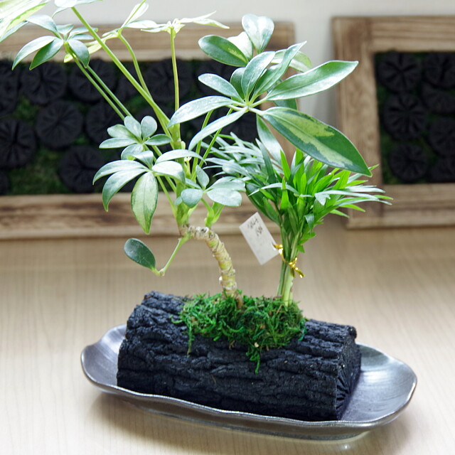 炭花壇 観葉植物 10cm - （炭花壇｜観葉植物）：炭専門商社