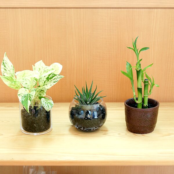 炭花壇 観葉植物 プチ 炭花壇 炭花壇 炭専門商社 増田屋 炭 火鉢のことなら増田屋